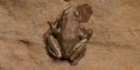 Grenouille de Zion NP